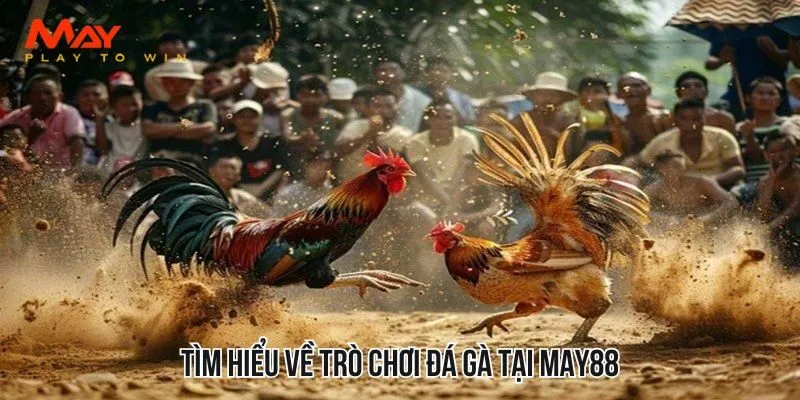 Tìm hiểu về trò chơi đá gà tại MAY88