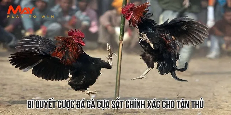 Bí quyết cược đá gà cựa sắt chính xác cho tân thủ