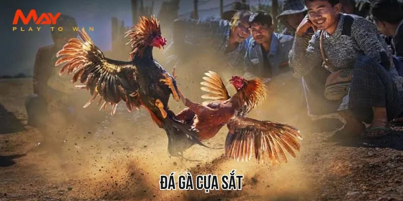 đá gà cựa sắt