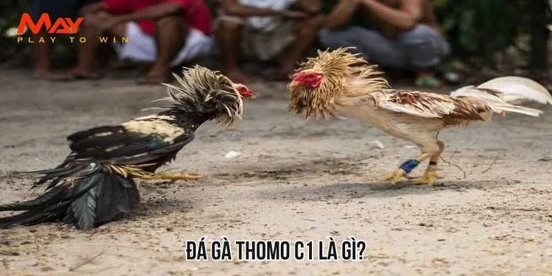 Đá gà Thomo C1 là gì?