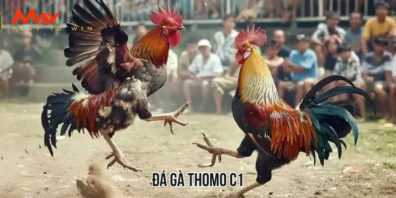 Đá gà thomo c1