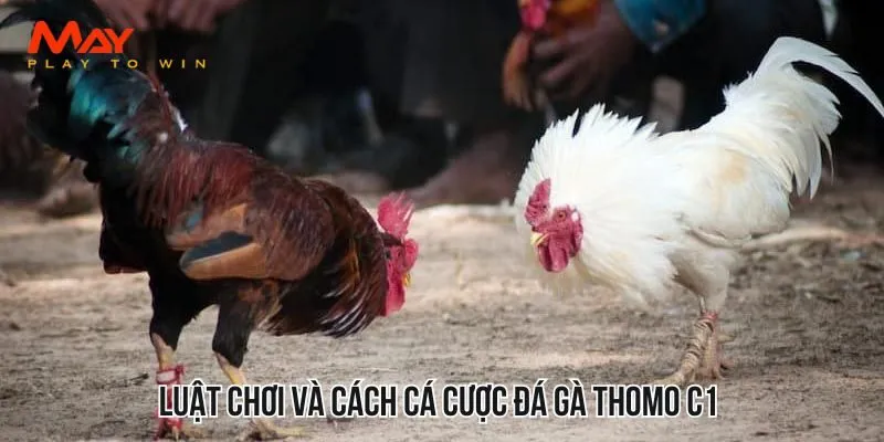 Luật chơi và cách cá cược đá gà Thomo C1 