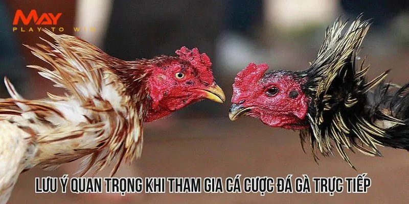 Lưu ý quan trọng khi tham gia cá cược đá gà trực tiếp 