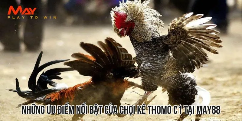 Những ưu điểm nổi bật của chọi kê Thomo C1 tại MAY88