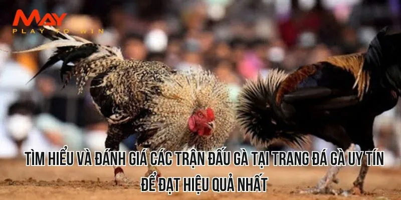 Tìm hiểu và đánh giá các trận đấu gà tại trang đá gà uy tín để đạt hiệu quả nhất