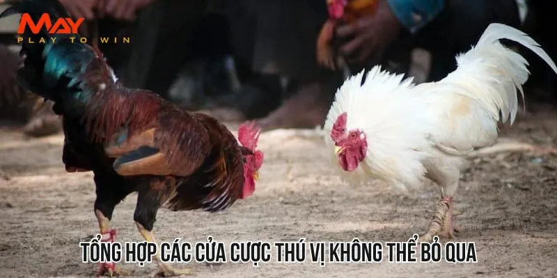 Tổng hợp các cửa cược thú vị không thể bỏ qua