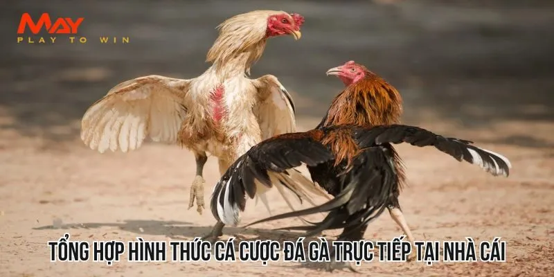 Tổng hợp hình thức cá cược đá gà trực tiếp tại nhà cái