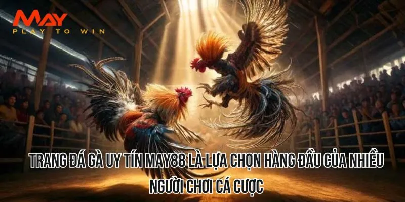 Trang đá gà uy tín MAY88 là lựa chọn hàng đầu của nhiều người chơi cá cược