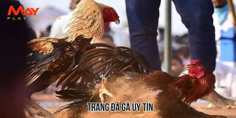 Trang Đá Gà Uy Tín